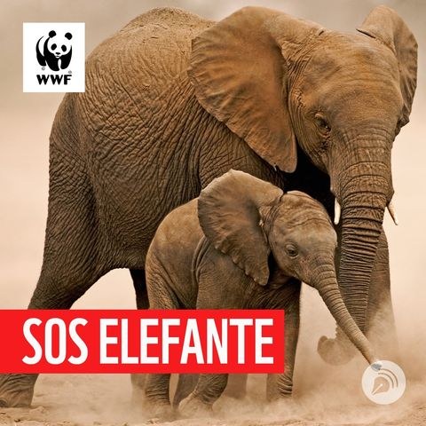 Copertina del podcast SOS Elefante